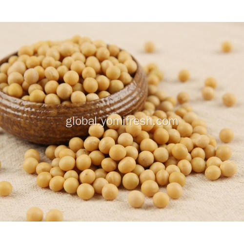 China Soybean Crop Manufactory